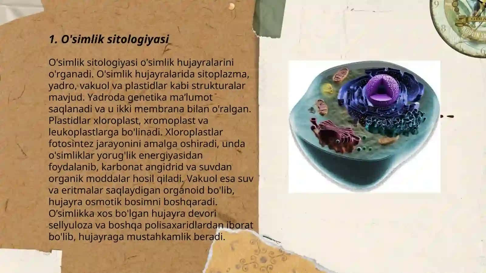 Sitologiya 3