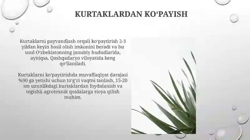Kurtaklardan koʻpayish 3