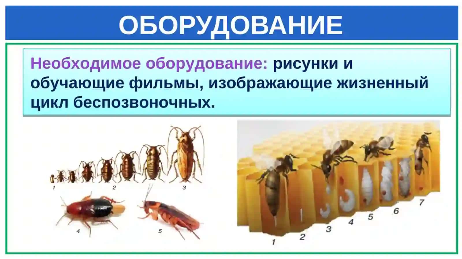 Жизненный цикл таракана 3