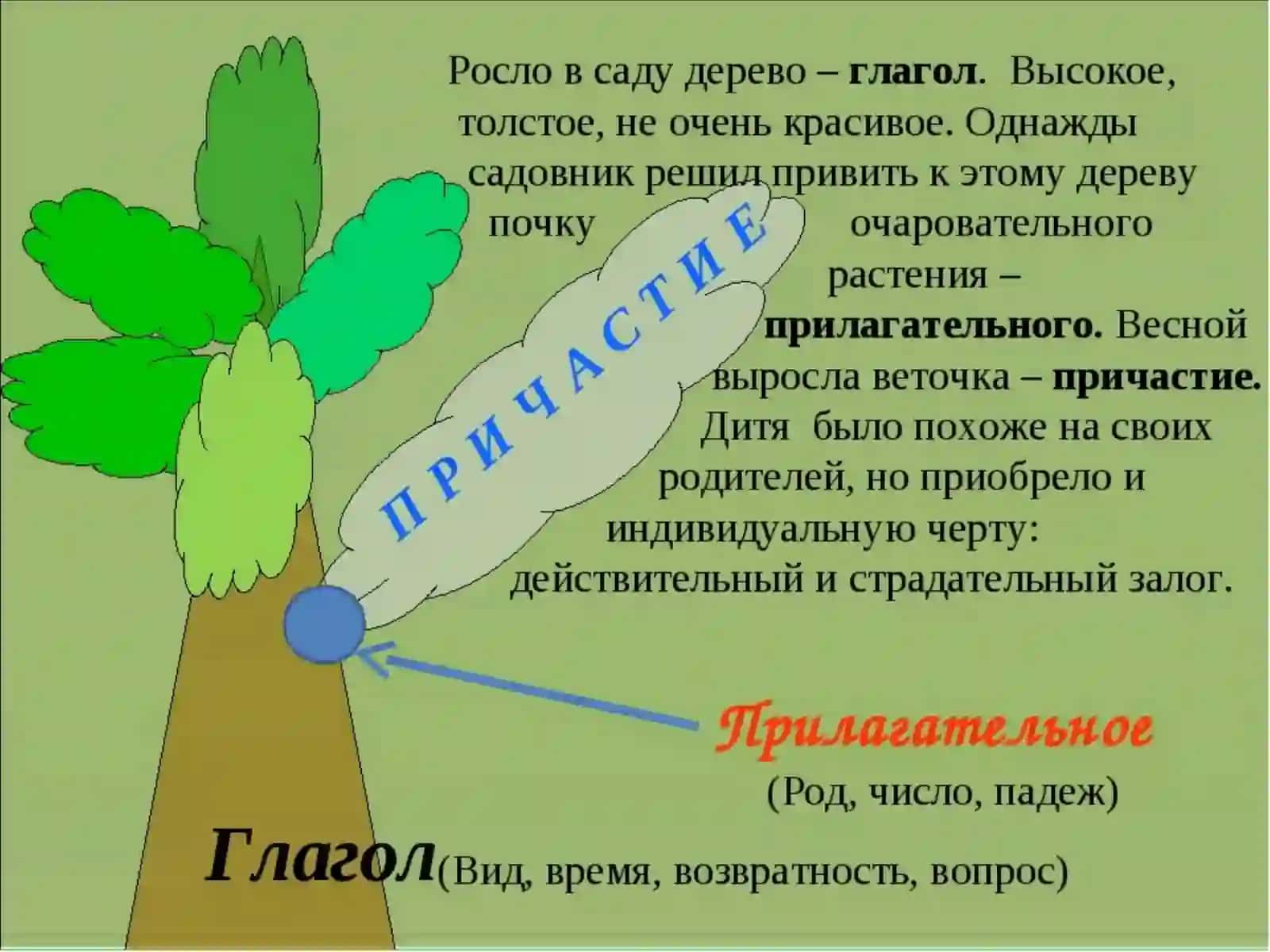 Причастие как часть  речи 3