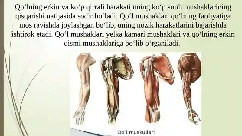 QO‘L VA OYOQ MUSKULLARINING TUZILISHI VA JOYLASHISHI 3
