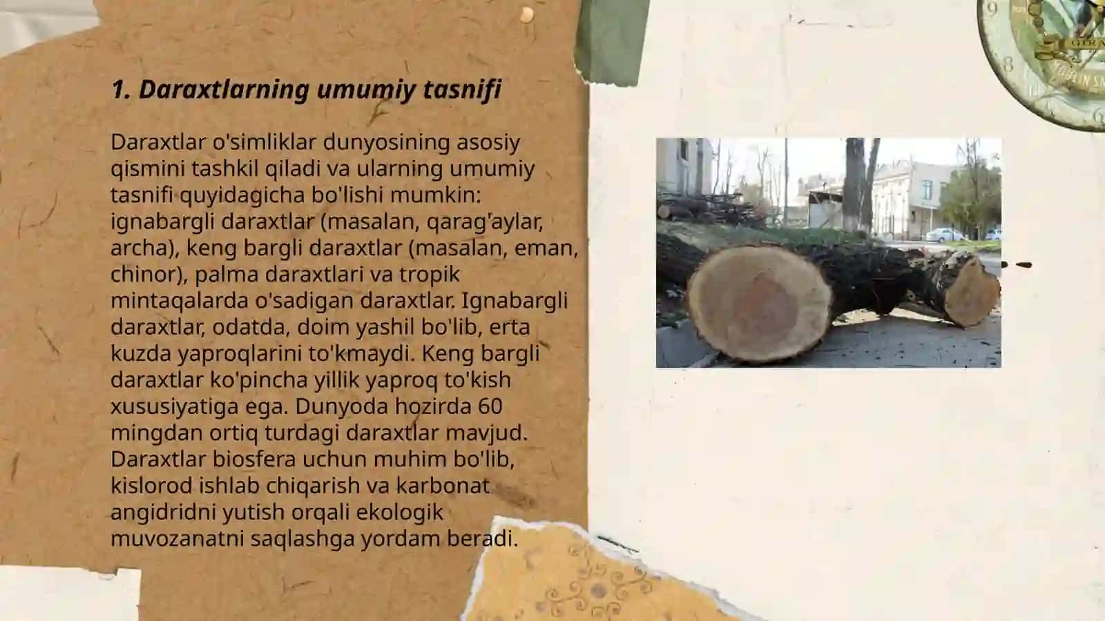 Daraxtlar klassifikatsiyasi.Daraxt ko`rinishi 3