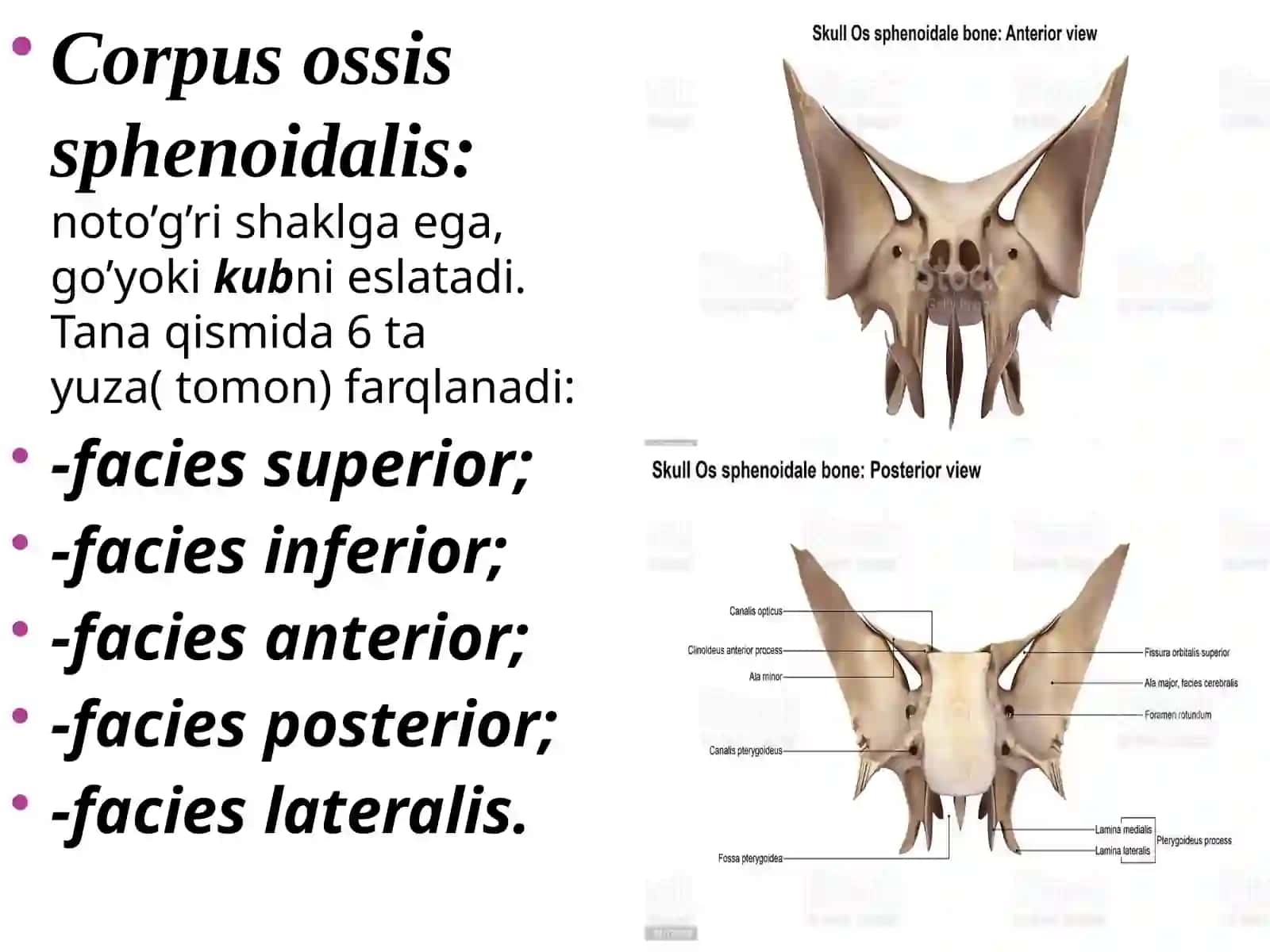 Boshsuyaklari ossphenoidale, os temporale 3