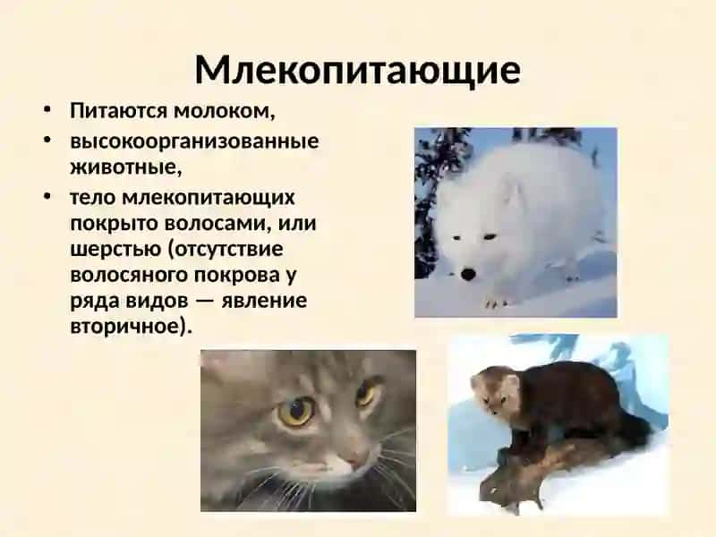 Класс Млекопитающие 3