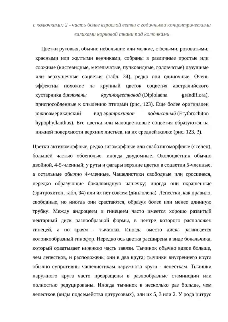 Семейство рутовые (Rutaceae) 3