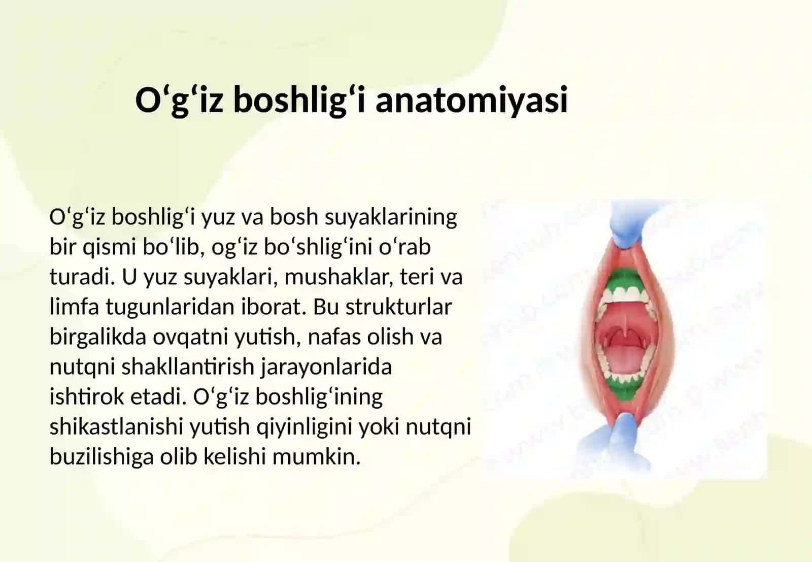Oʻgʻiz boshligʻi til tish soʻlak bezlari 3