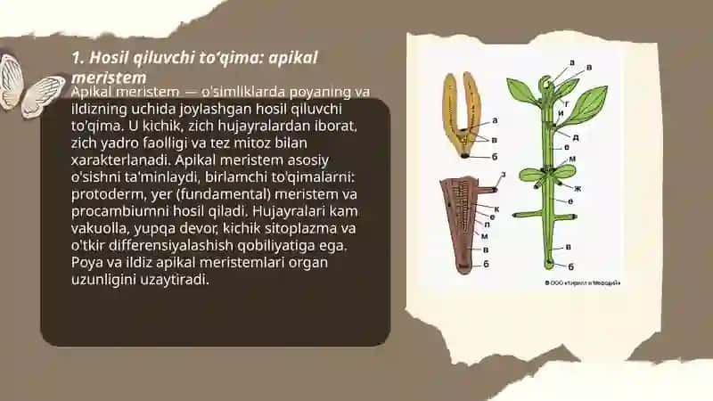 Oʻsimlik Tóqimalari 3