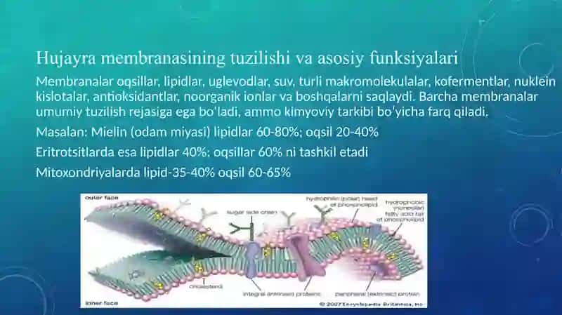 Membranalardagi buzilishlar 3