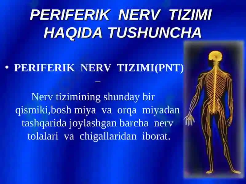 Bosh miya orqa miya nervlarining tuzilishi va vazifalari 3