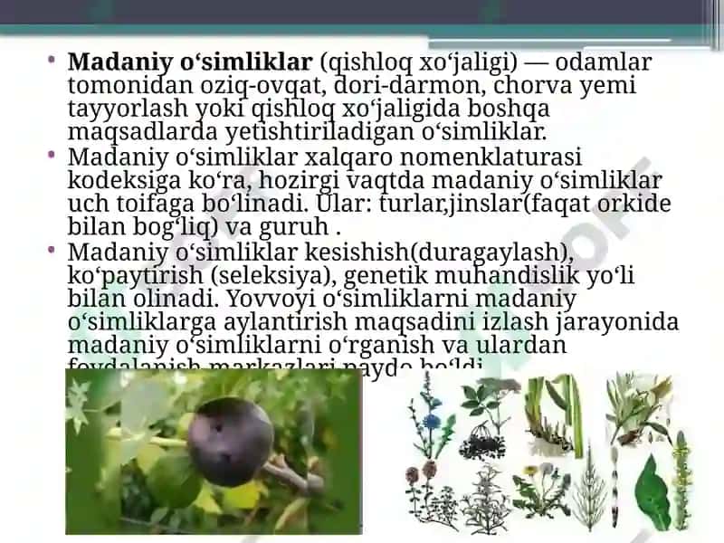 Madaniy o'simliklarning kelib chiqish markazlar 3