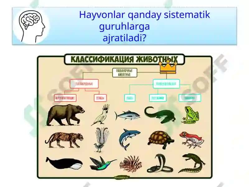 HAYVONOT DUNYOSI 3