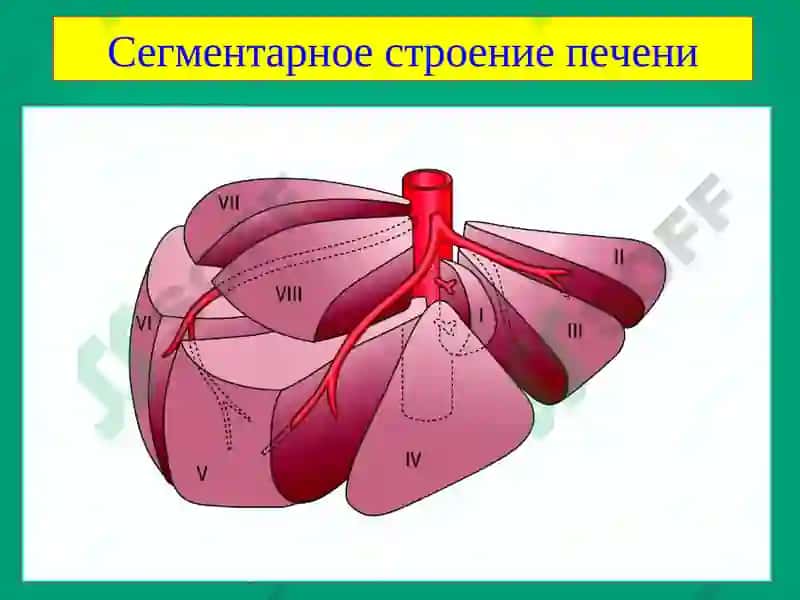 Хирургические заболевания печени 3