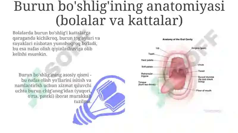 Burun va og'iz bo'shlig'ining anatomiyasi 3