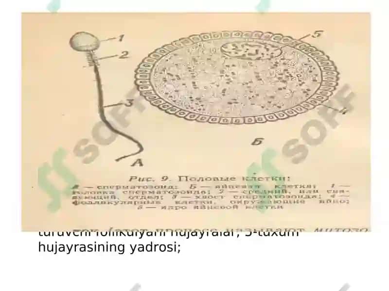 Ko’payish fiziologiyasi 3