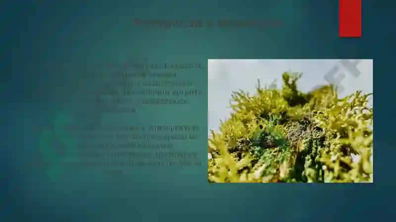 Значение водорослей 3