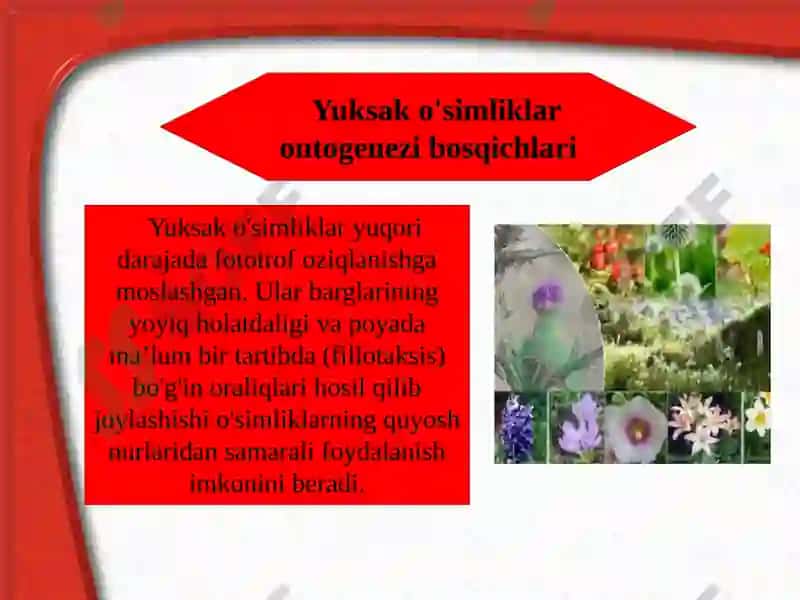 O'simliklarning o'sishi va rivojlanishi 3