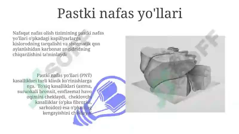 Nafas olish tizimi 3