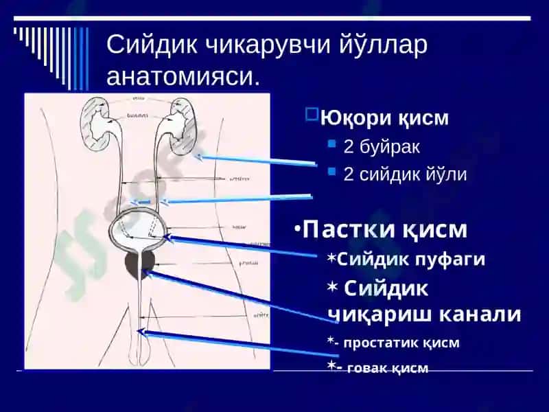 Эркаклар жинсий аъзолари касалликлари 3