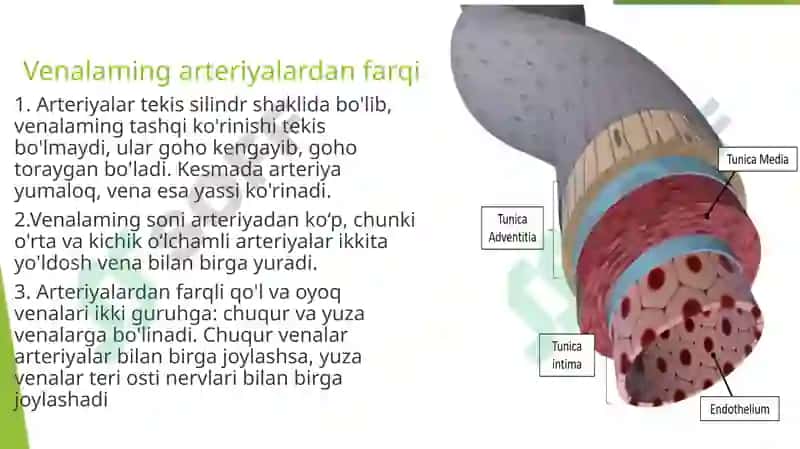 Venoz tizimining funktsional anatomiyasi 3