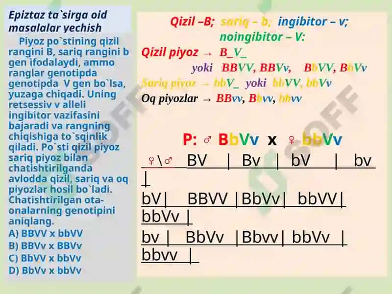 Epistaz ta`siri (Biologiya) 3