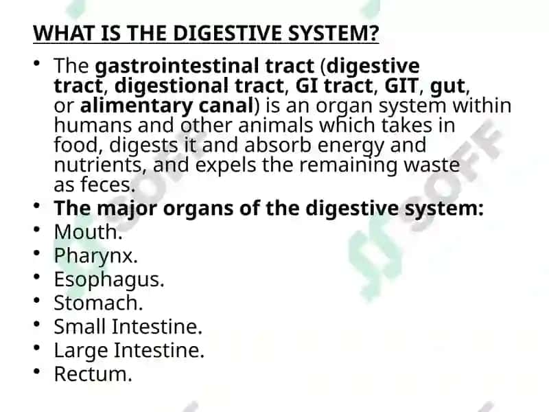 Functions of the digestive treatment 3