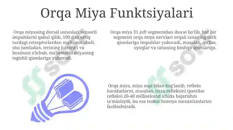 Orqa miya fiziologiyasi 3