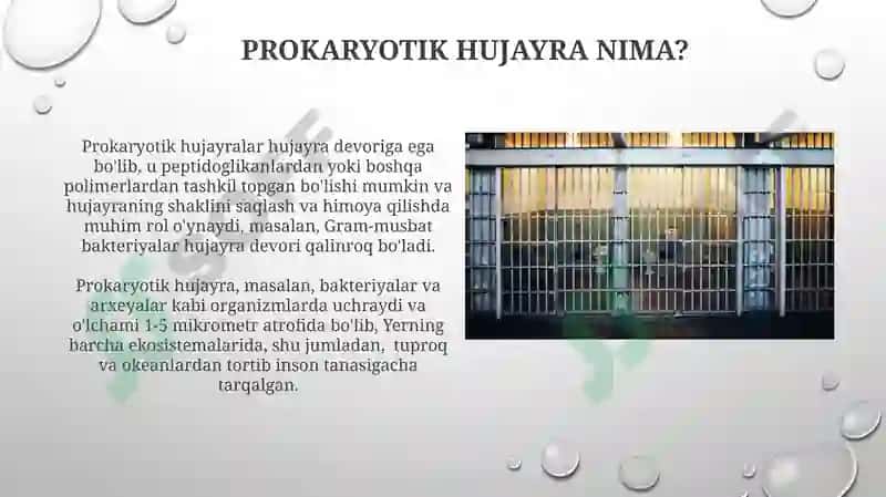Prakariot hujayra 3