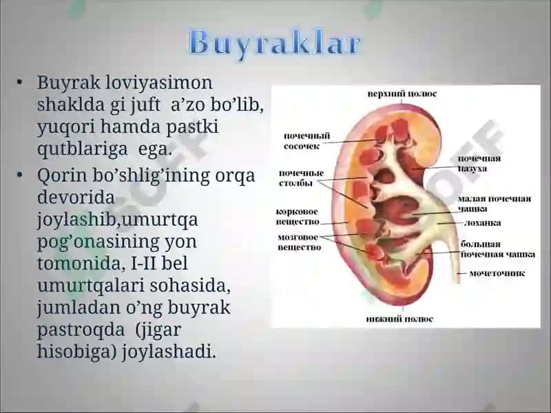 Buyraklar 3