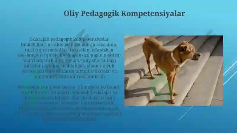 Oliy Pedagogik Kompetensiyalar 3