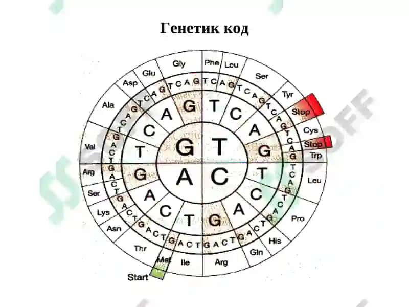 Молекуляр биология 3