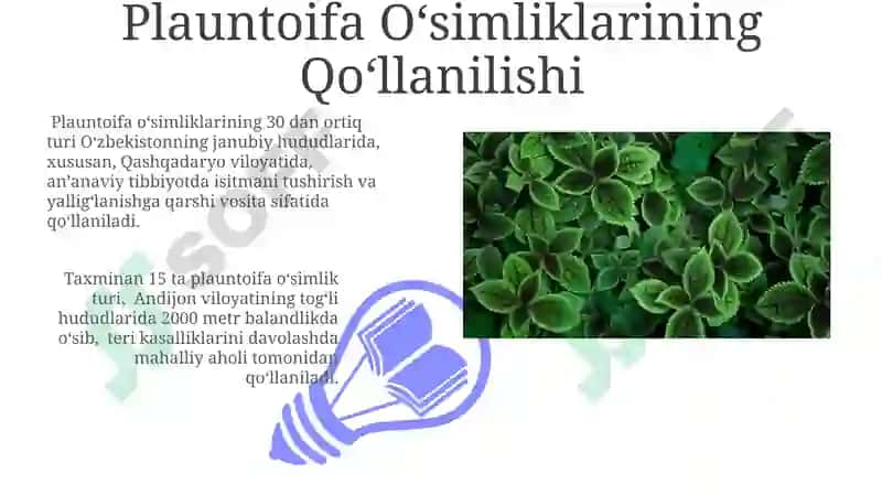 Plauntoifa o'simliklar 3