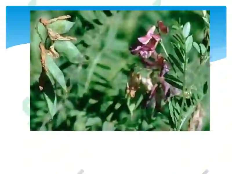 BURCHOQDOSHLAROILASI 3