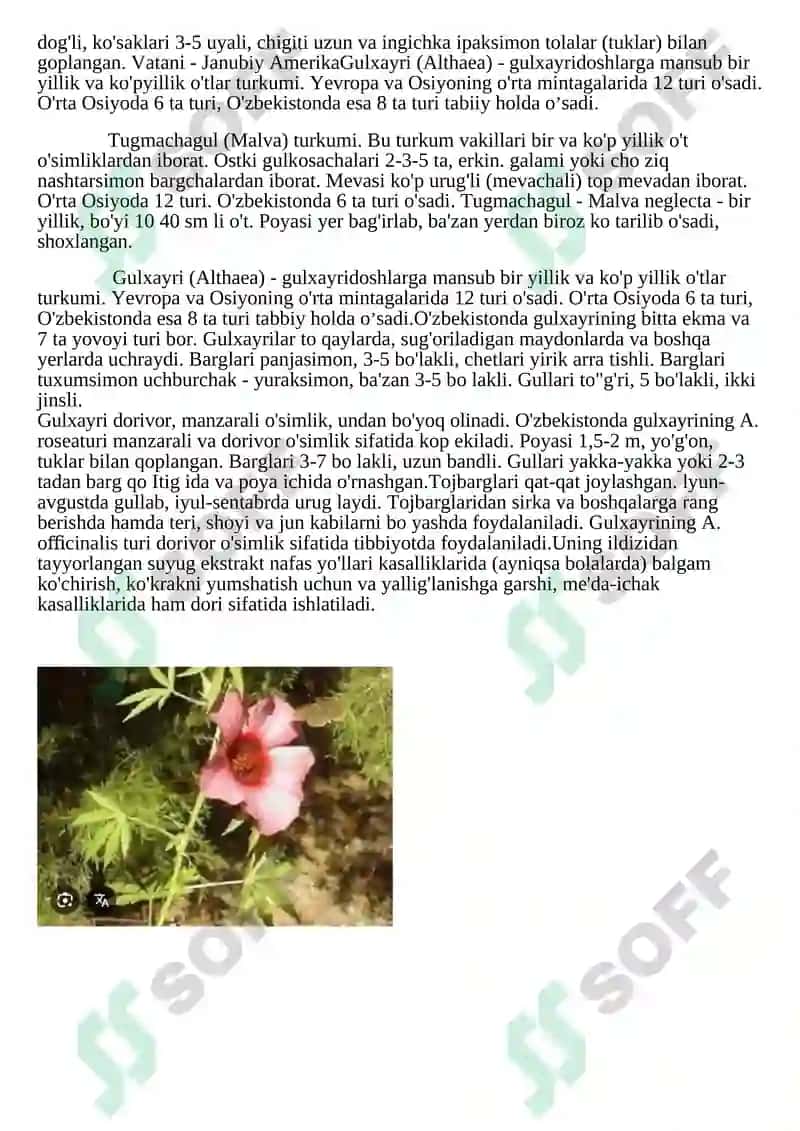 Gulxayridoshlar (Malvaceae) oilasi 3