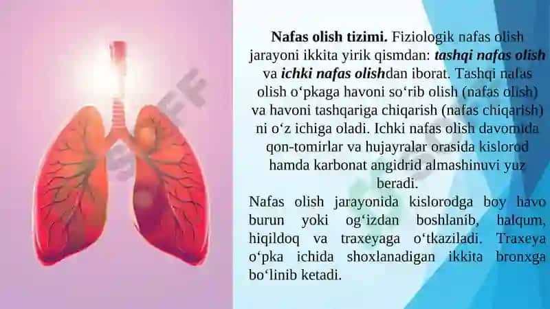 NAFAS OLISH ORGANLARINING TUZILISHI 3