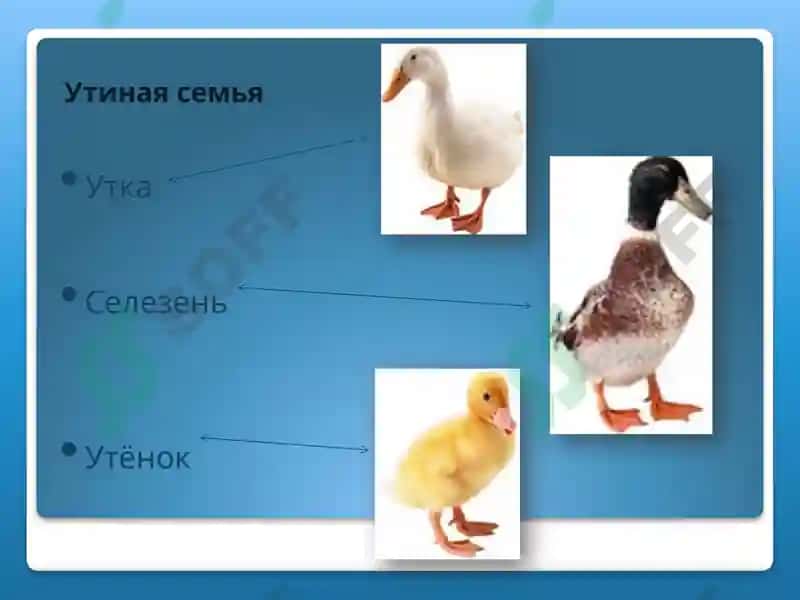 Домашняя утка 3