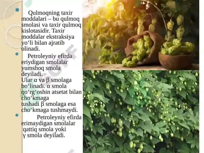 Qulmoqg‘uddasining kimyoviy tarkibi 3
