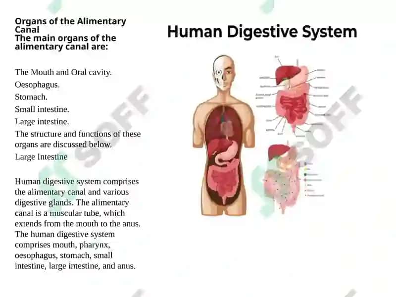 The alimentary tract of a human being 3