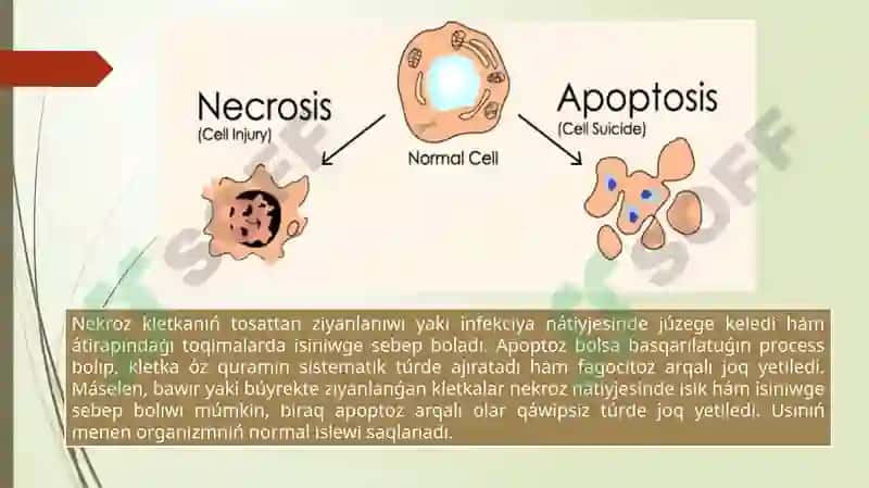 Apoptoz 3