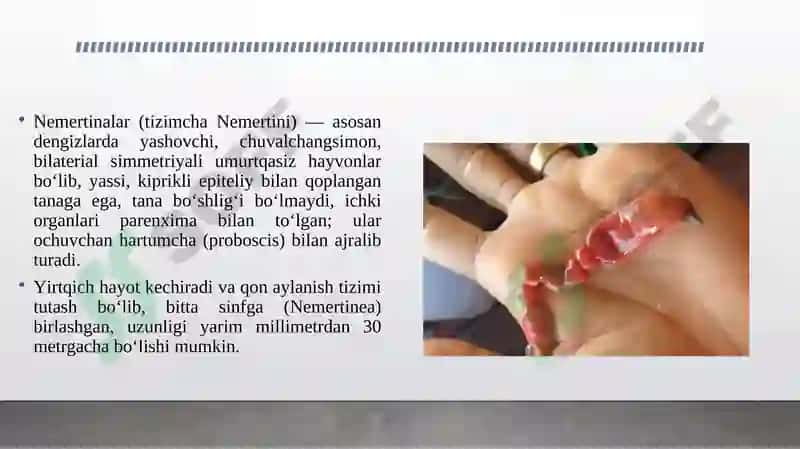 Nemertinalar tipi tavsifi va klassifikatsiyasi 3