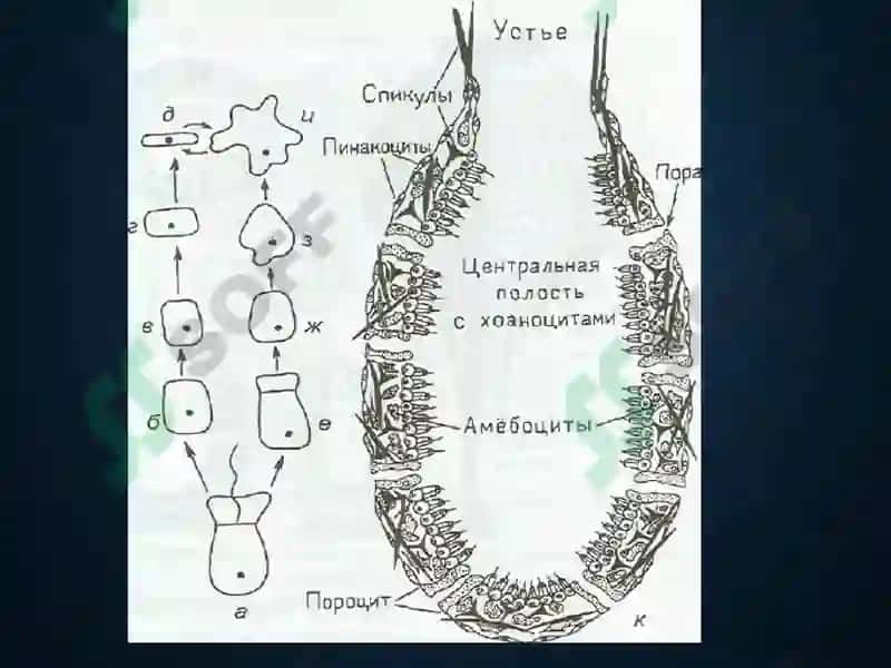 БУЛУТЛАР ТИПИ (Spongia) 3