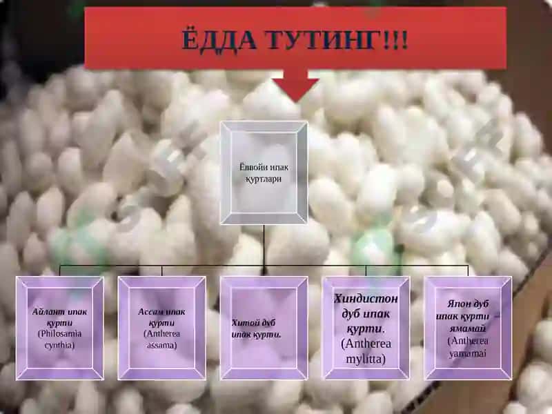 Ипак ва ипак қуртларини турлари 3