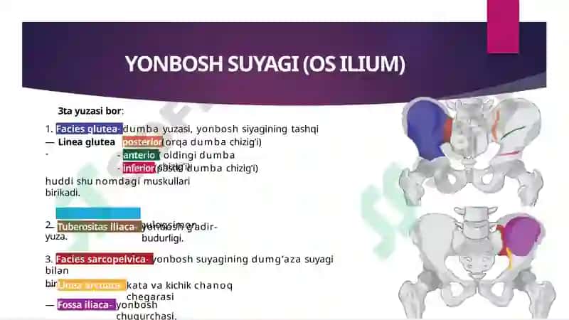Chanoq suyagi va uning erkin suyaklari. 3