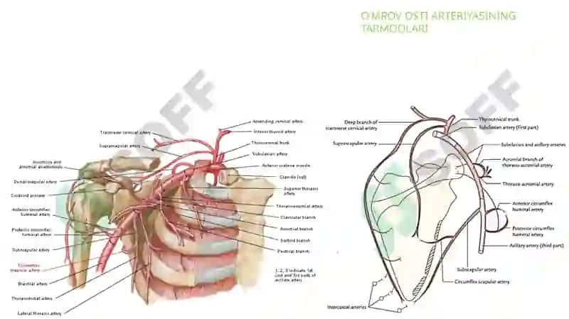 O’mrov osti arteriya tarmoqlari, Aksillar arteriya. 3