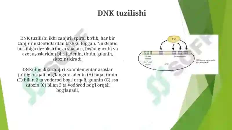 DNKstrukturasivareplikatsiyasi.Oqsilbiosintezi 3