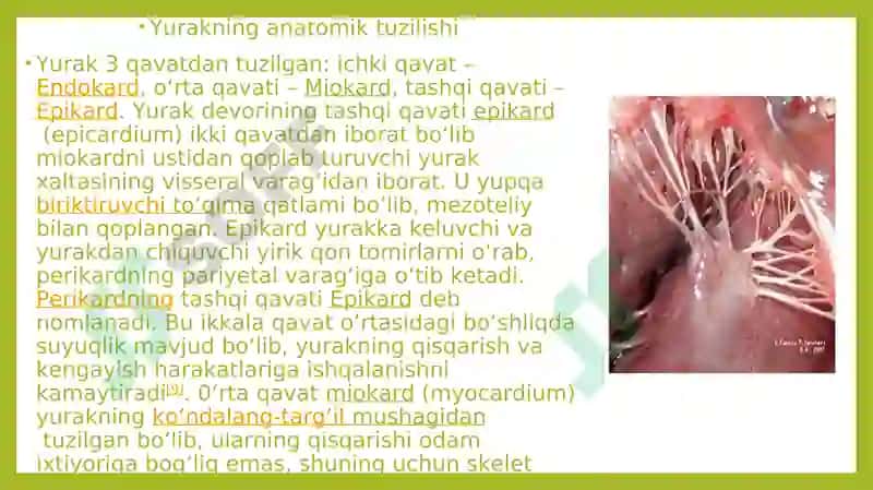 Yurakmushaklari 3