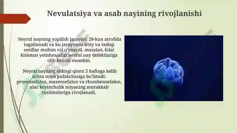 Inson embriogenezi tanqidiy davrlari 3