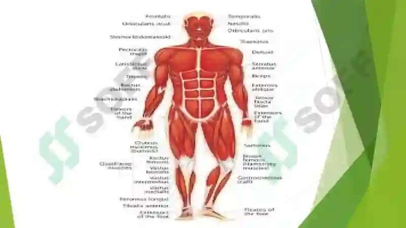 Muscular system of a human being 3