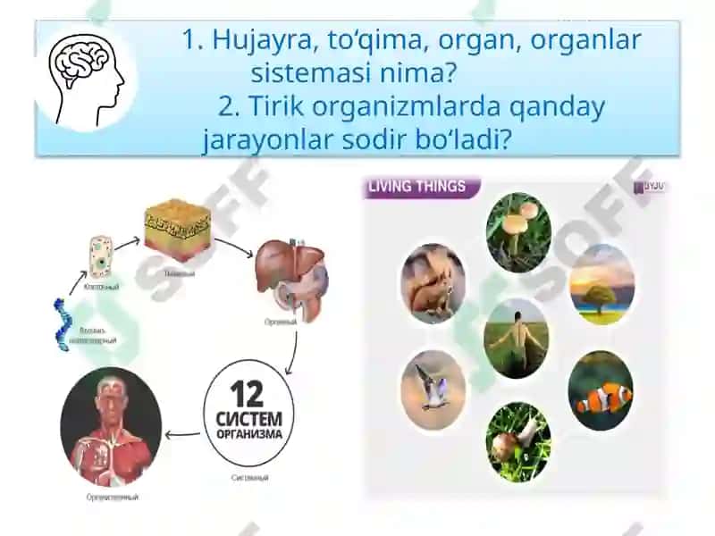Tirik Organizmlarning Tuzilishi 3