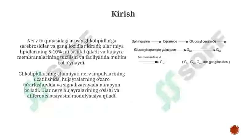 Nerv to'qimasining asosiy glikolipidlari 3