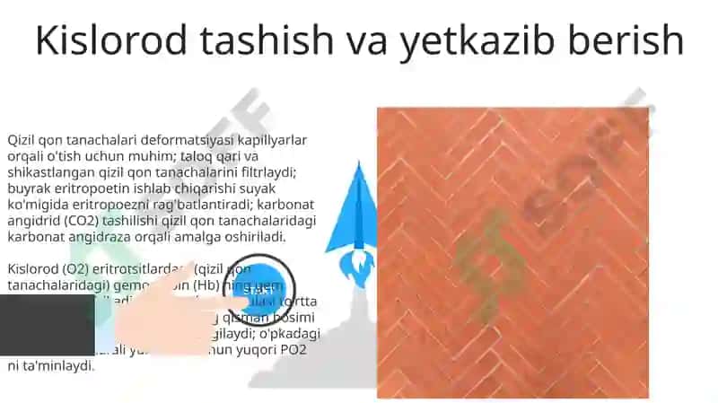 Eritrositlar fiziologiyasi 3